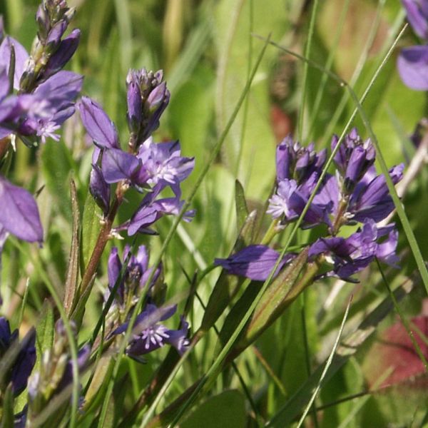 Gemeine Kreuzblume – Polygala vulgaris