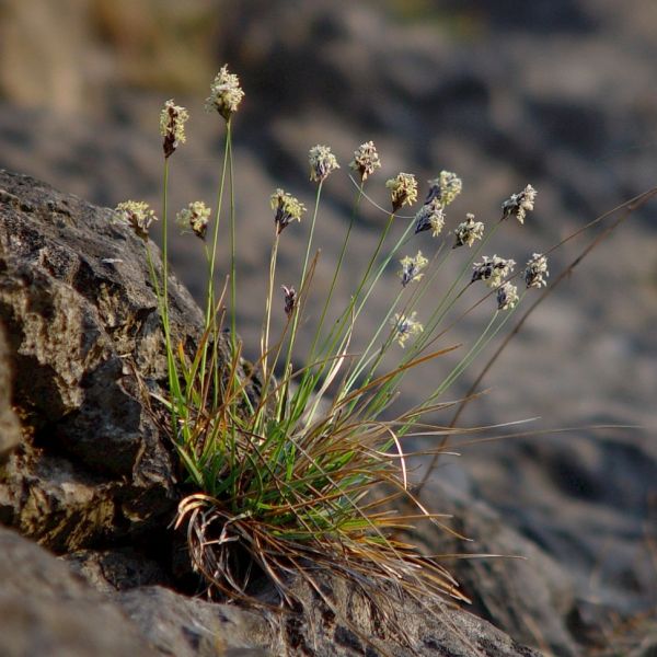 Kalk-Blaugras – Sesleria caerulea