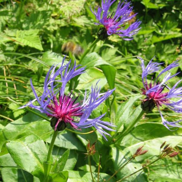 Mountain Cornflower – Cyanus montanus
