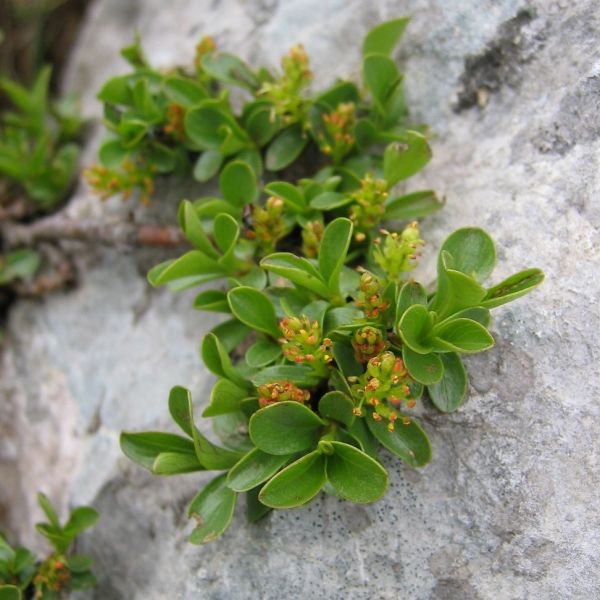 Salix retusa – Salix retusa